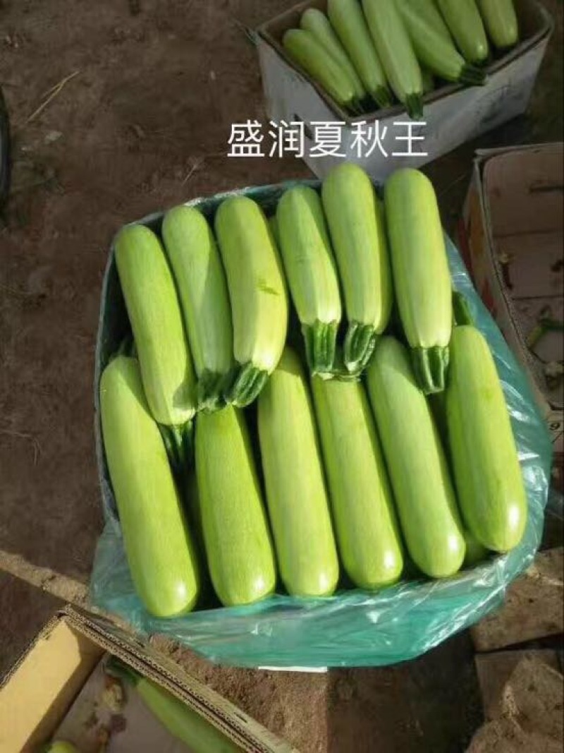 耐热油葫芦种子～夏秋王