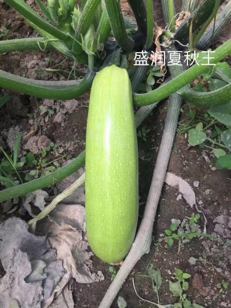 耐热油葫芦种子～夏秋王