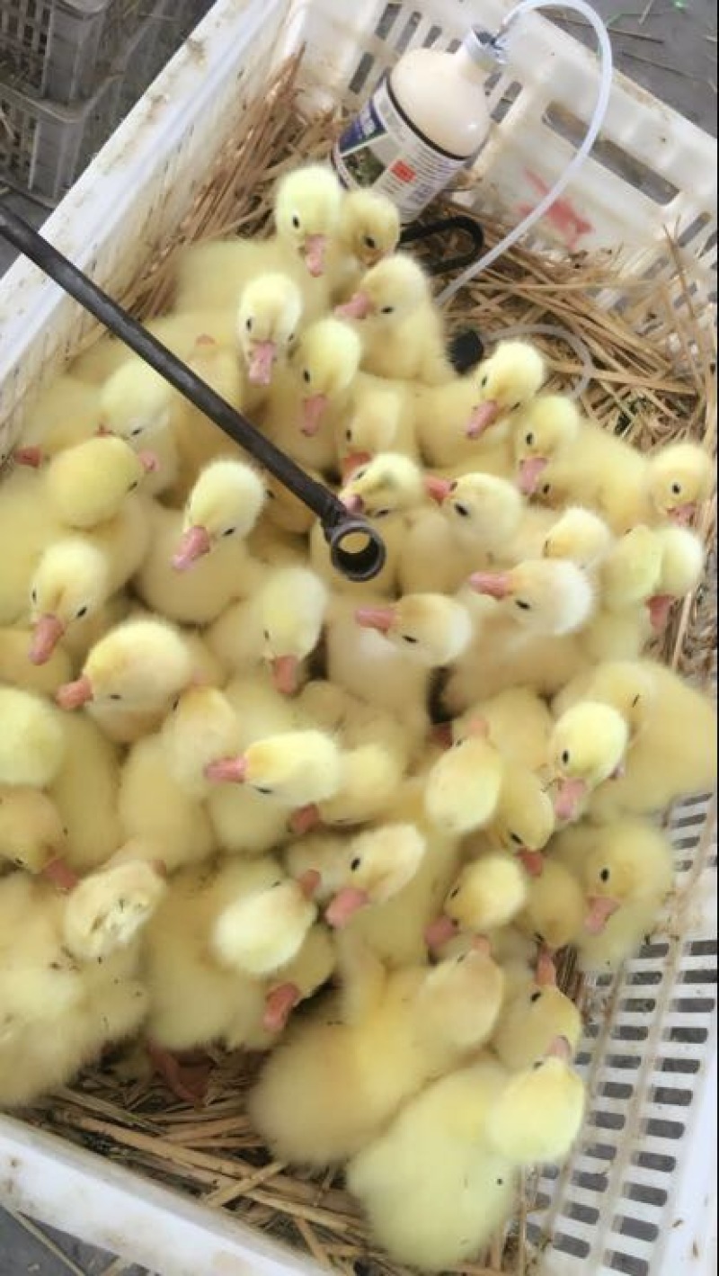 鹅苗35~45g