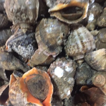 海螺食用鲜活2~5只/kg