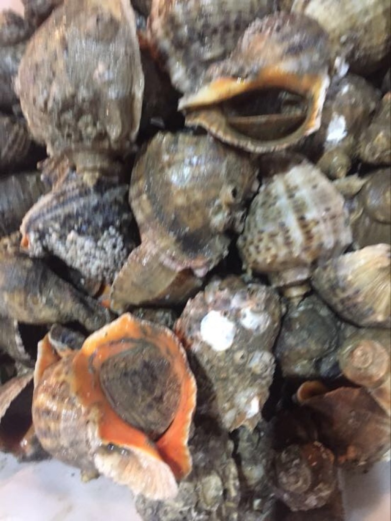 海螺食用鲜活2~5只/kg