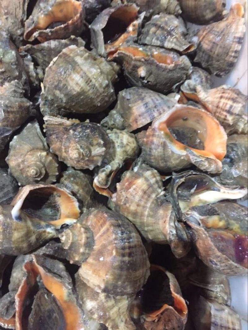 海螺食用鲜活2~5只/kg