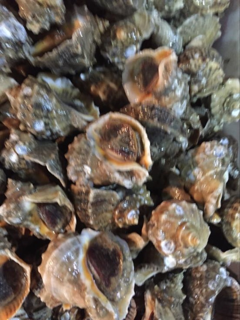 海螺食用鲜活2~5只/kg