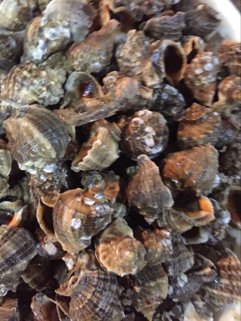 海螺食用鲜活2~5只/kg