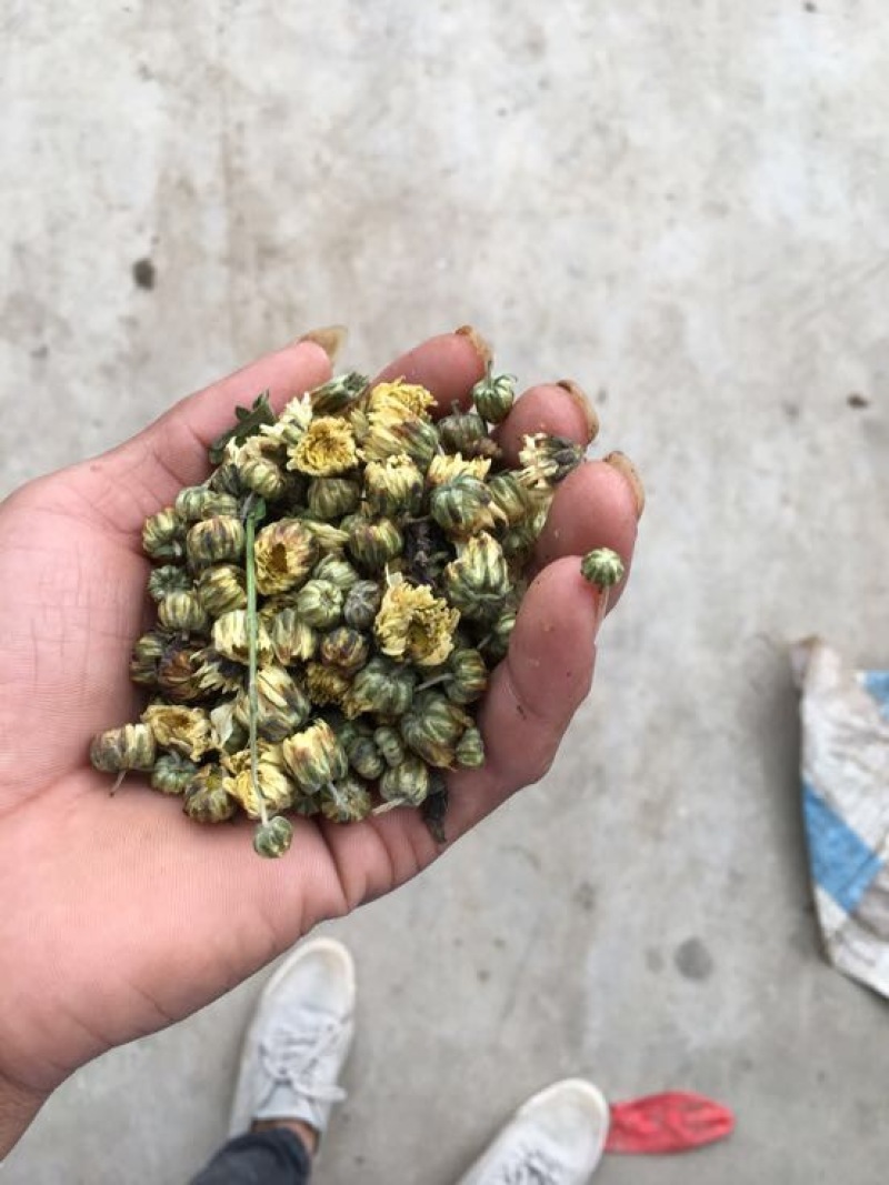药用菊花袋装