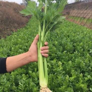 西芹60cm以上