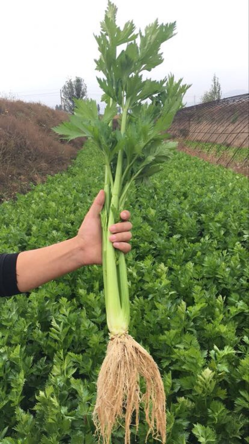 西芹60cm以上