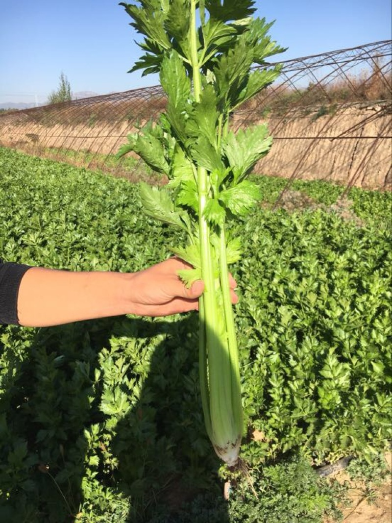 西芹60cm以上