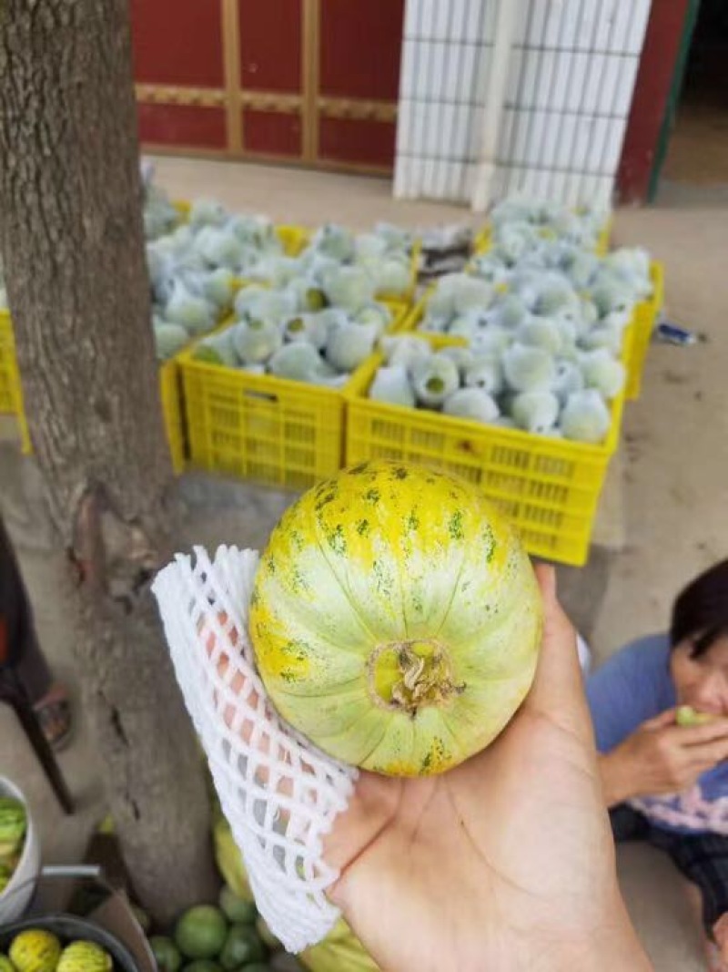 黄皮白肉甜瓜种子～黄鹂鸟