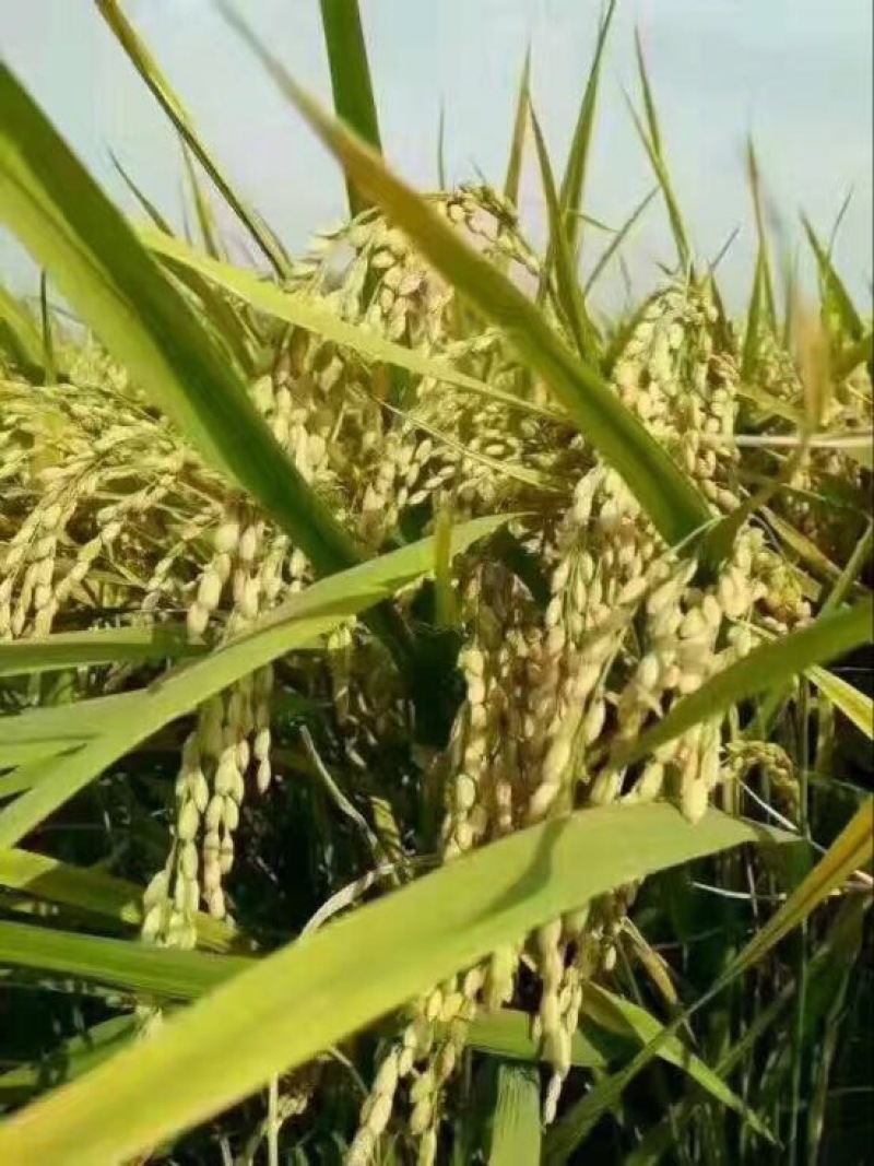 原阳大米特级