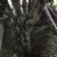 桂花树20cm以上3.5~4米3米以上