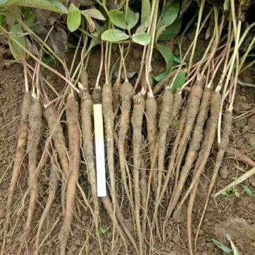 美丽芍药苗10~20cm