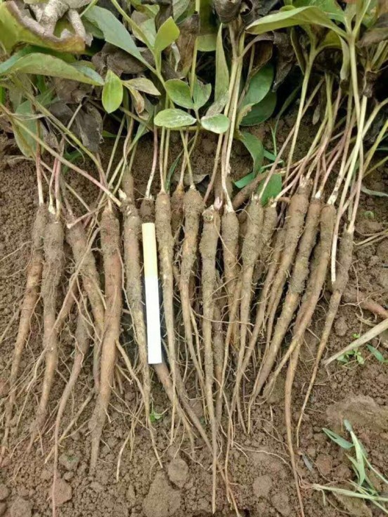 美丽芍药苗10~20cm