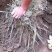 美丽芍药苗10~20cm