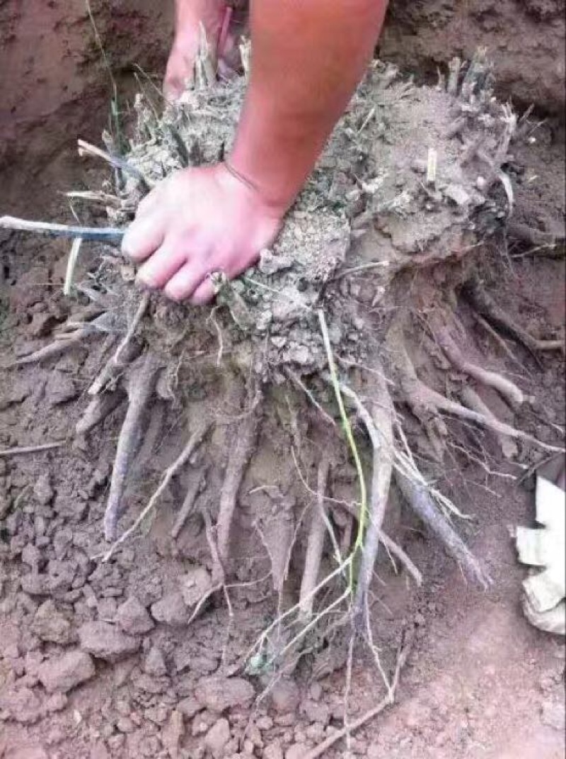 美丽芍药苗10~20cm
