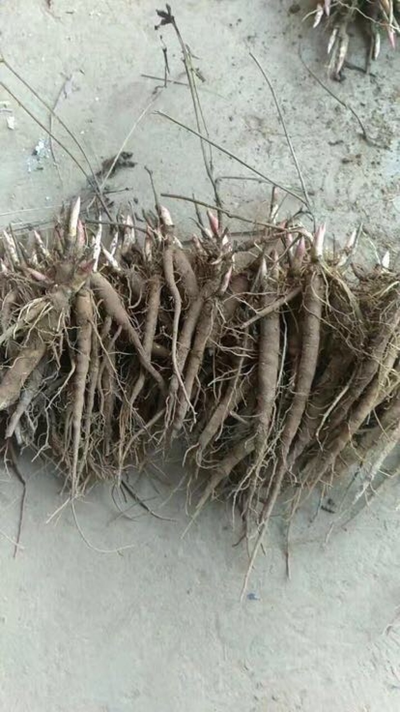 美丽芍药苗10~20cm