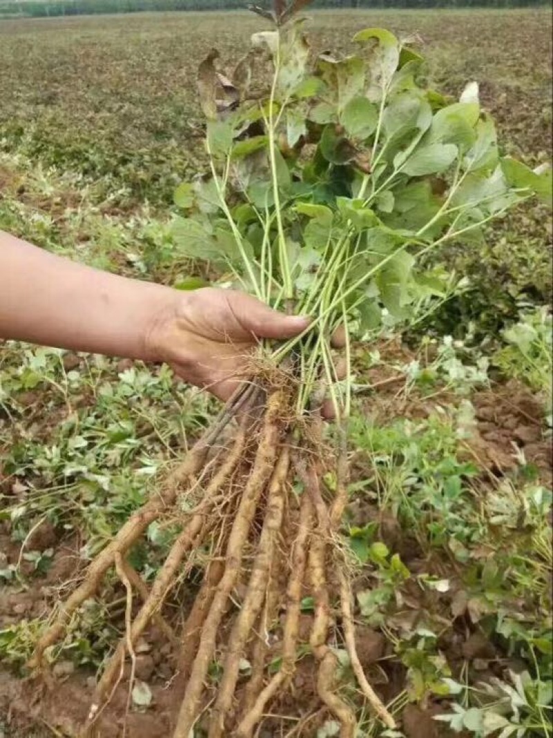 油牡丹苗20~30cm
