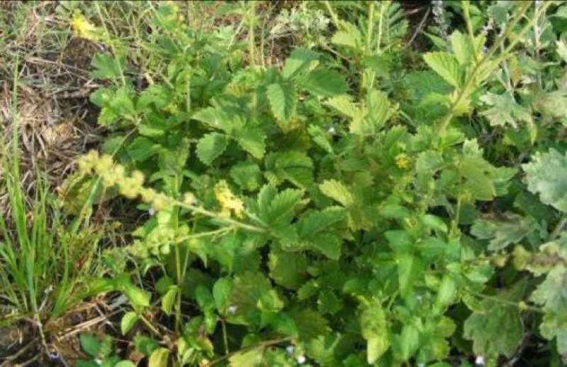 仙鹤草