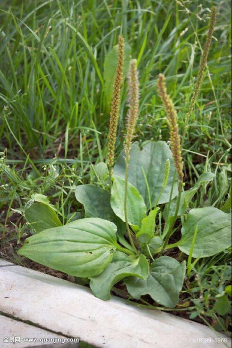 车前草