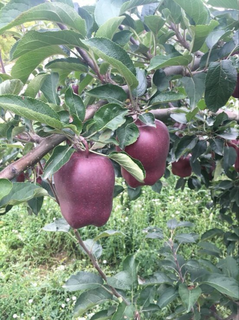 甘肃天水特产花牛苹果70mm以上光果，资源稳定！