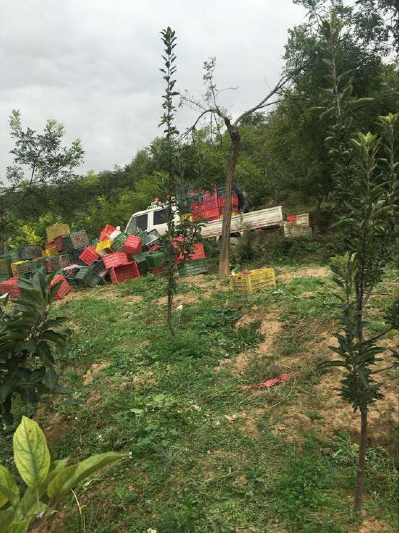 甘肃天水特产花牛苹果70mm以上光果，资源稳定！