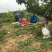 甘肃天水特产花牛苹果70mm以上光果，资源稳定！