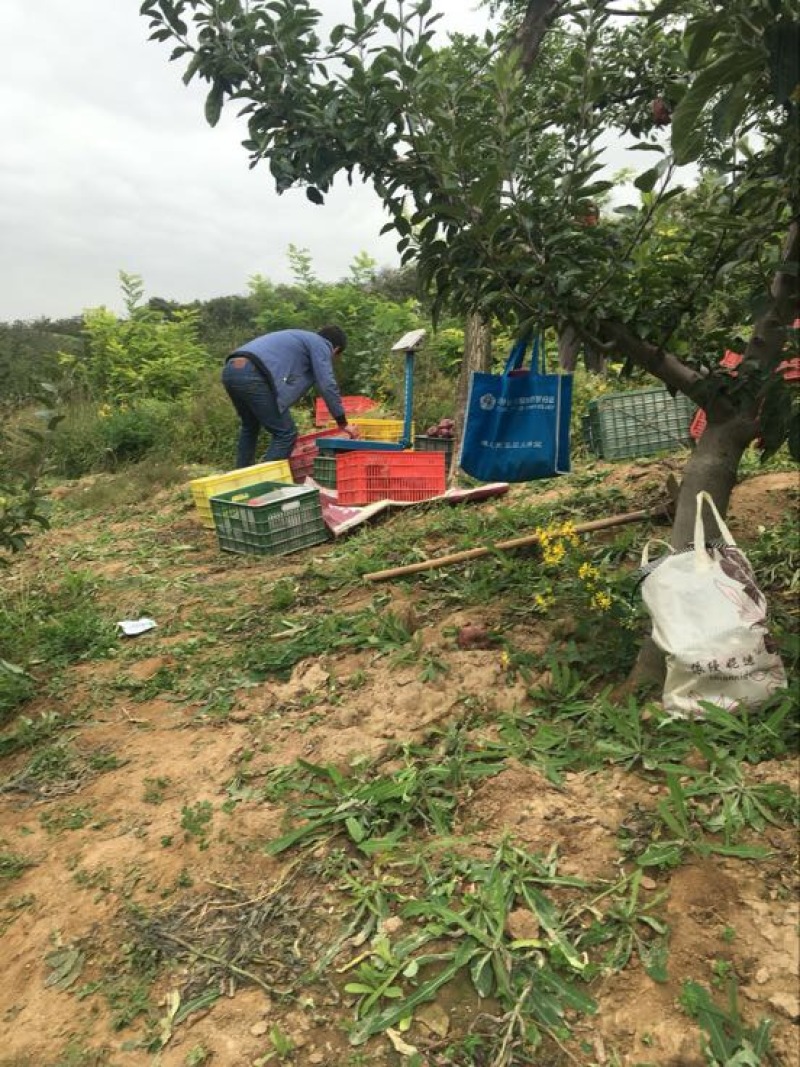 甘肃天水特产花牛苹果70mm以上光果，资源稳定！