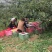 甘肃天水特产花牛苹果70mm以上光果，资源稳定！