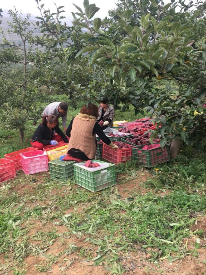 甘肃天水特产花牛苹果70mm以上光果，资源稳定！