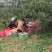 甘肃天水特产花牛苹果70mm以上光果，资源稳定！