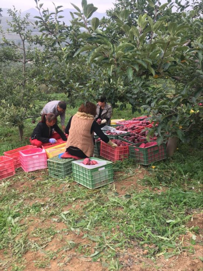 甘肃天水特产花牛苹果70mm以上光果，资源稳定！