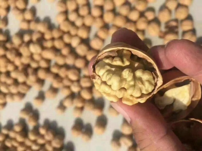 新疆185核桃去皮干