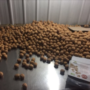 薄皮核桃去皮干