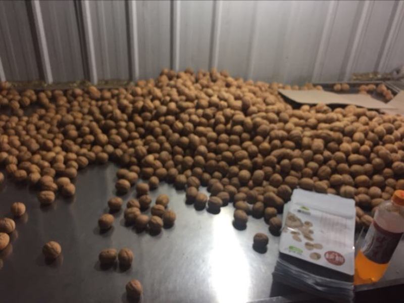 薄皮核桃去皮干