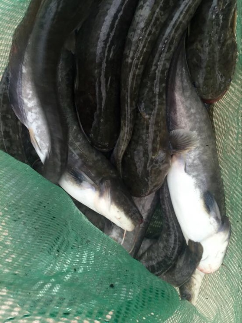 鲶鱼食用