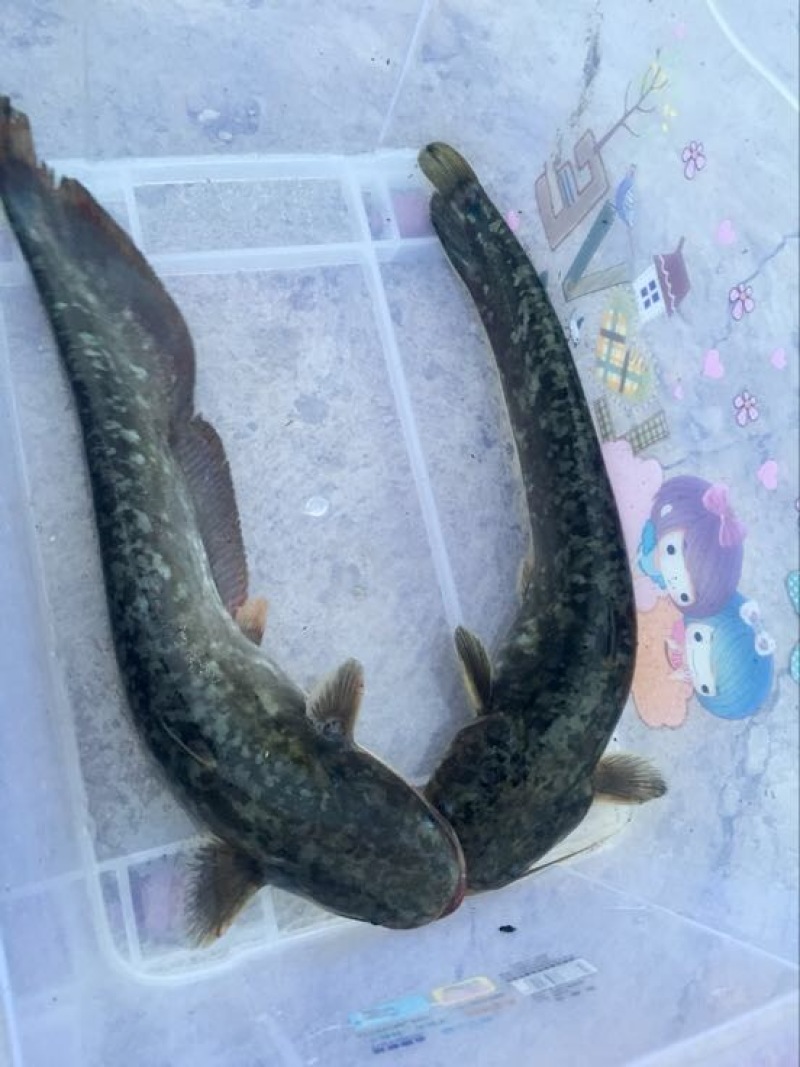 鲶鱼食用