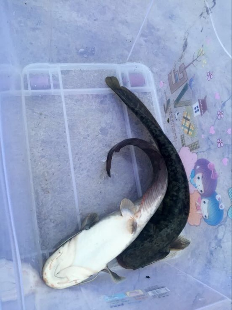 鲶鱼食用