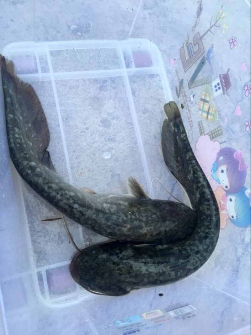 鲶鱼食用