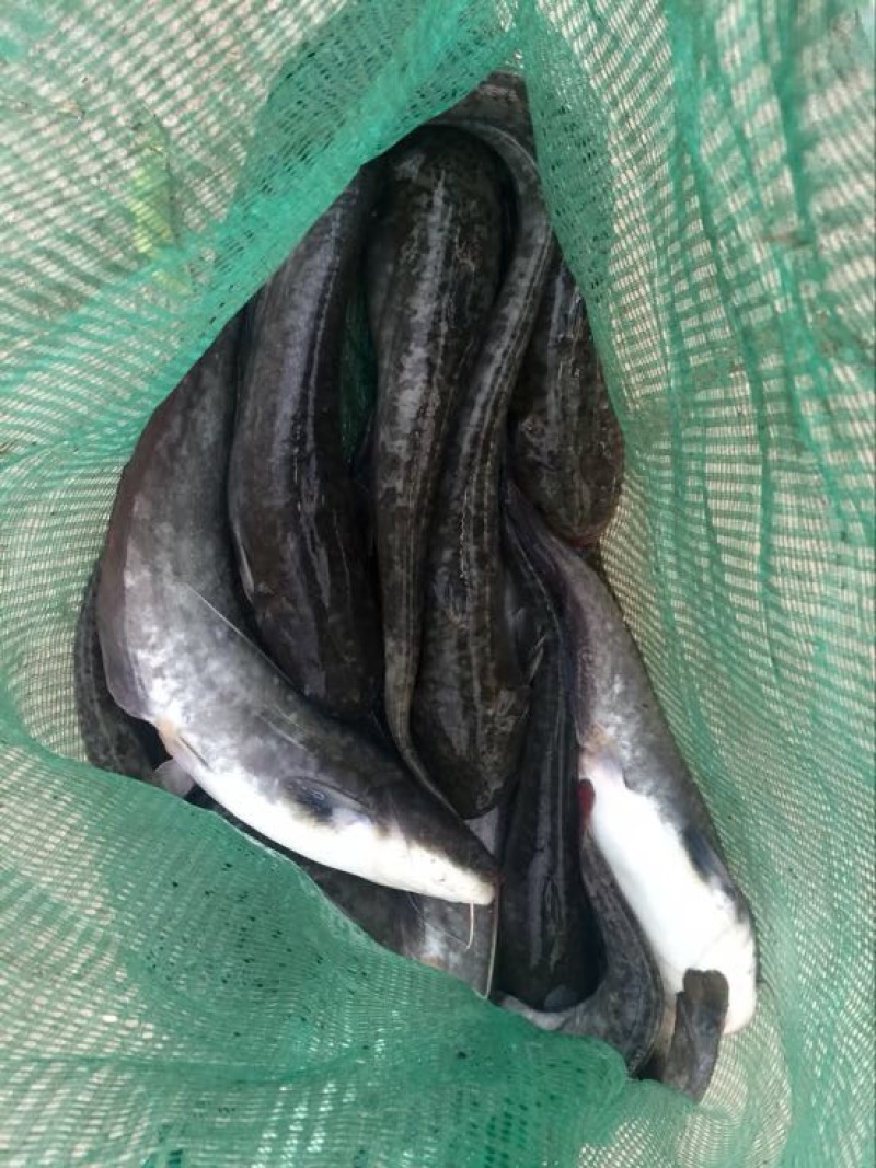 鲶鱼食用