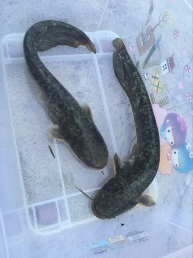 鲶鱼食用