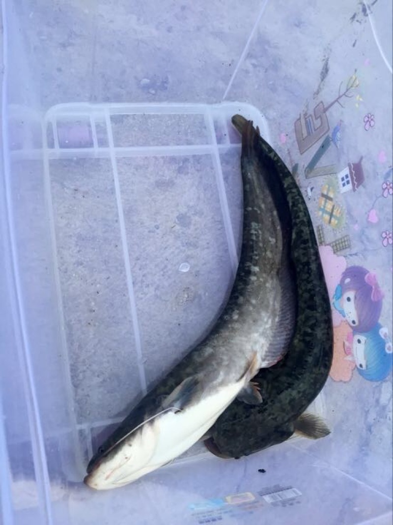 鲶鱼食用