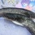 鲶鱼食用