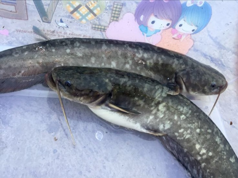 鲶鱼食用