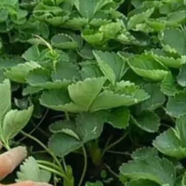 红颜草莓苗10~20cm