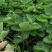 红颜草莓苗10~20cm