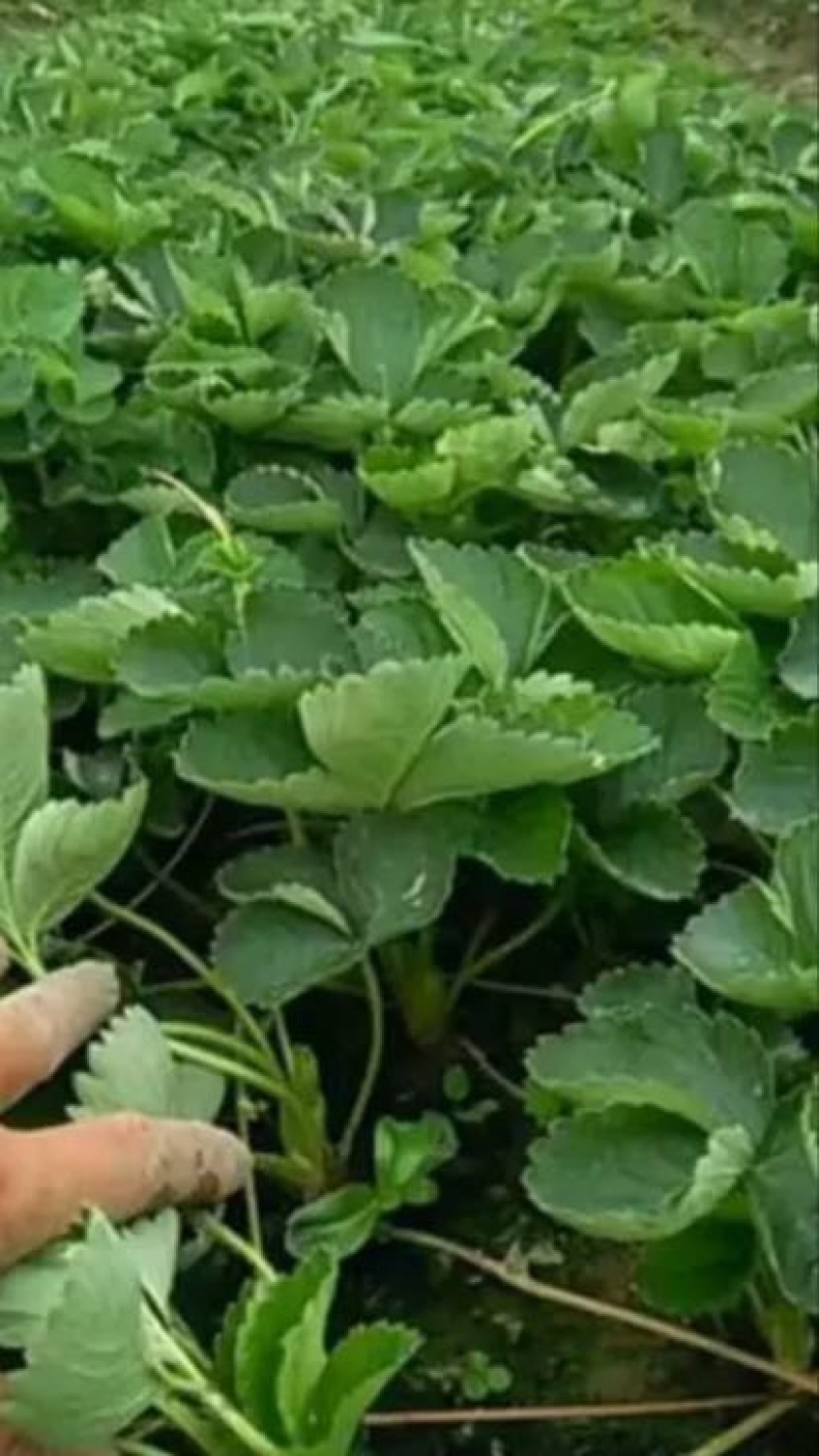 红颜草莓苗10~20cm