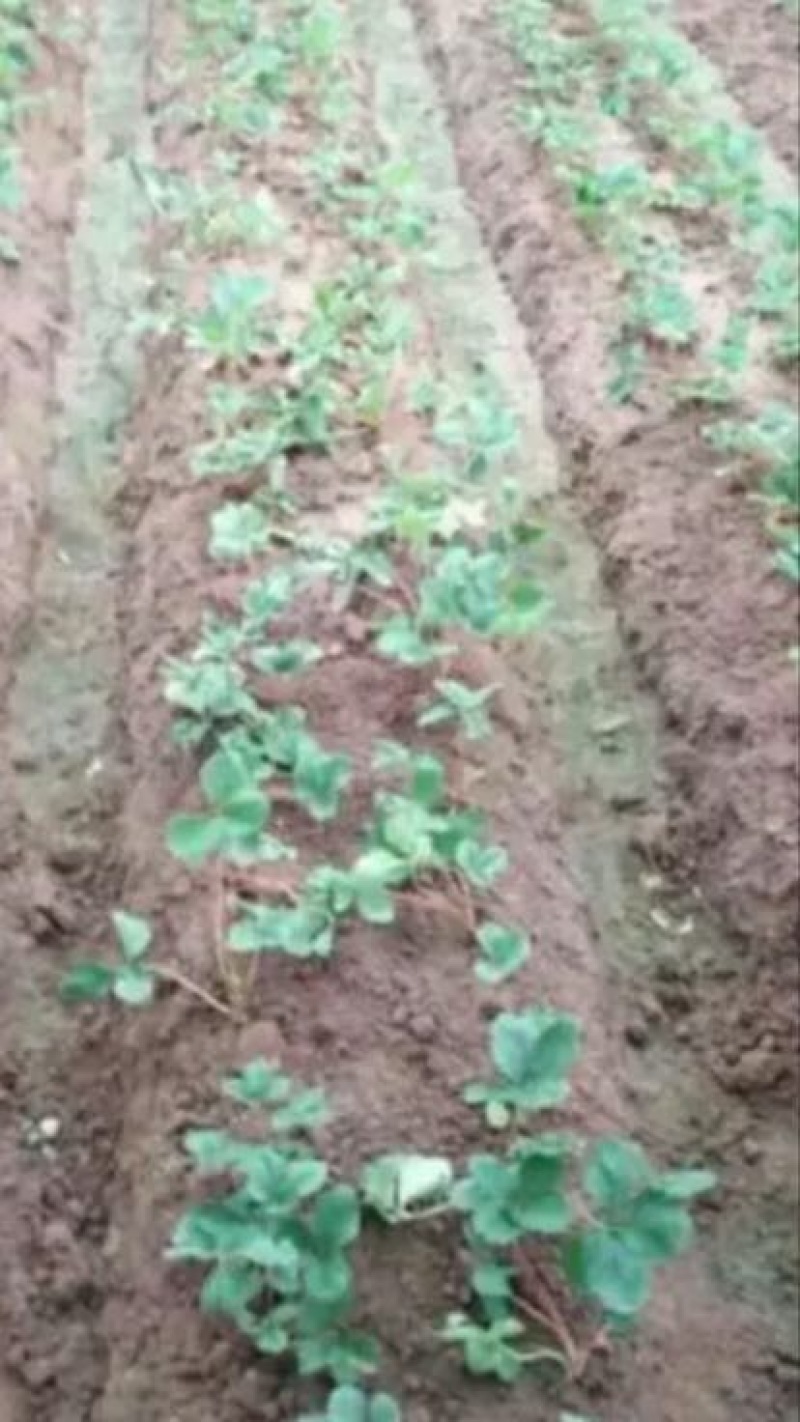 红颜草莓苗10~20cm