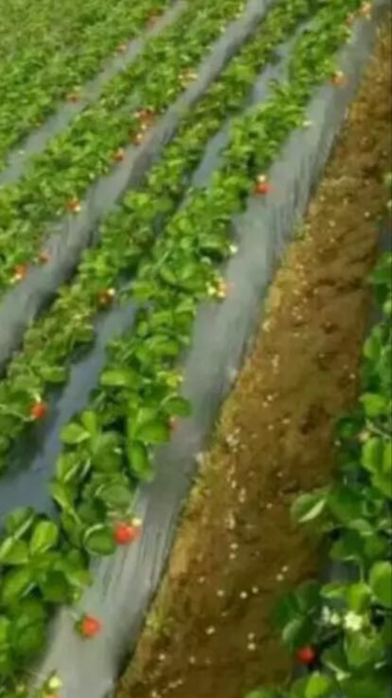 红颜草莓苗10~20cm