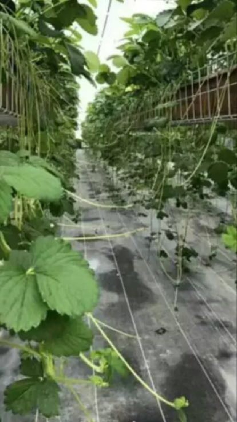 红颜草莓苗10~20cm