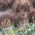 红颜草莓苗10~20cm